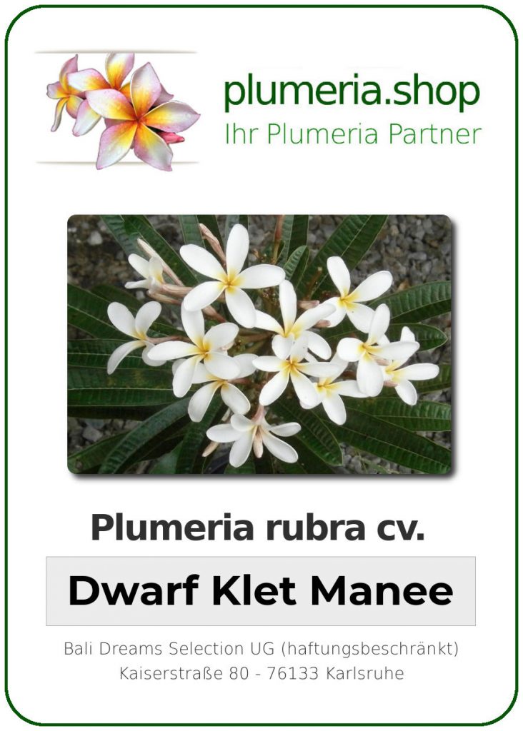 Plumeria rubra "Dwarf Klet Manee"