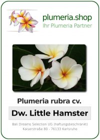 Plumeria rubra - "Dwarf Little Hamster"