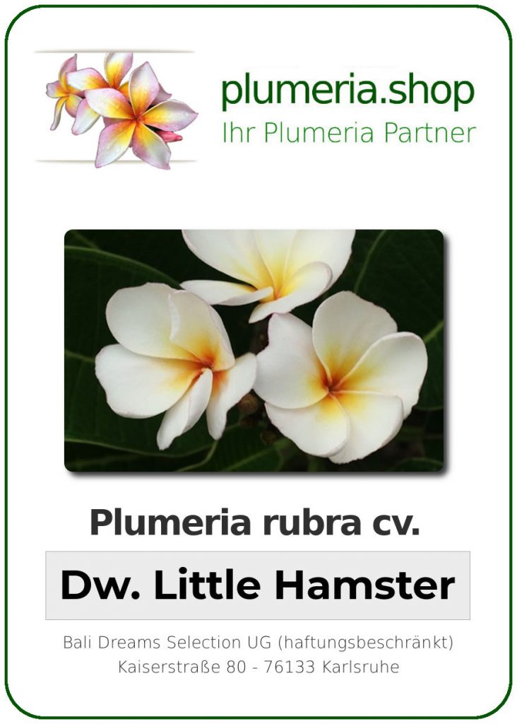 Plumeria rubra "Dwarf Little Hamster"