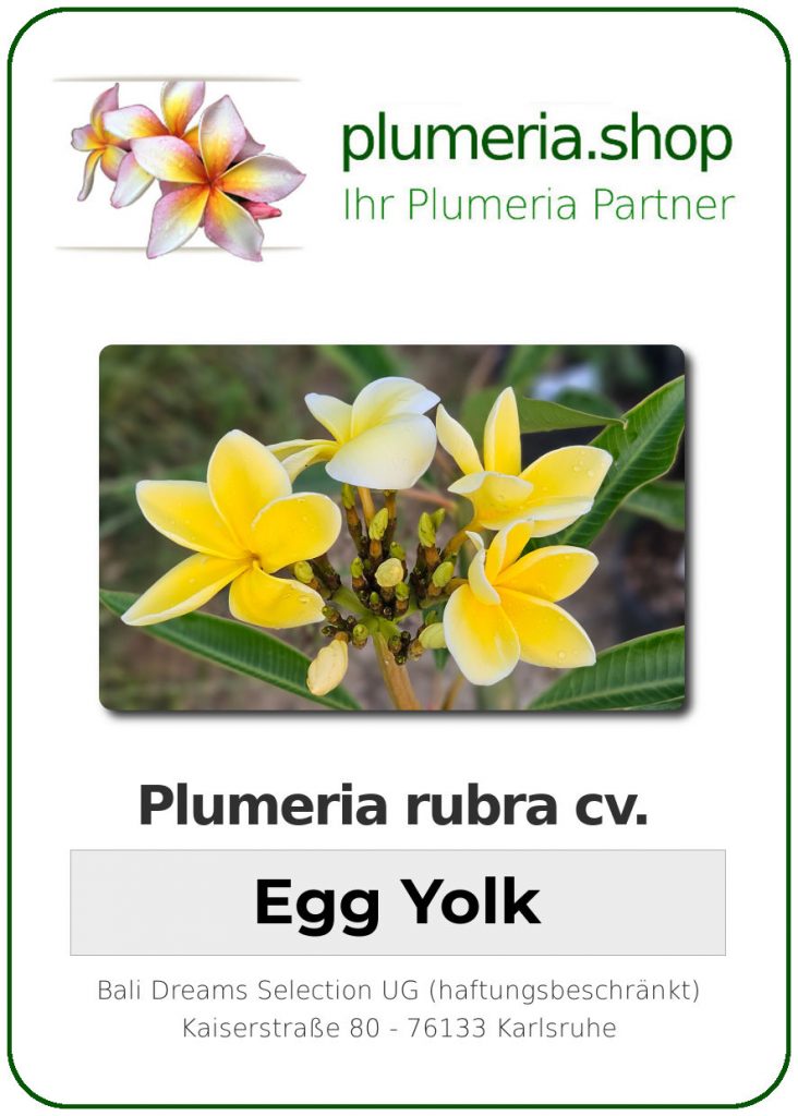 Plumeria rubra "Egg Yolk"