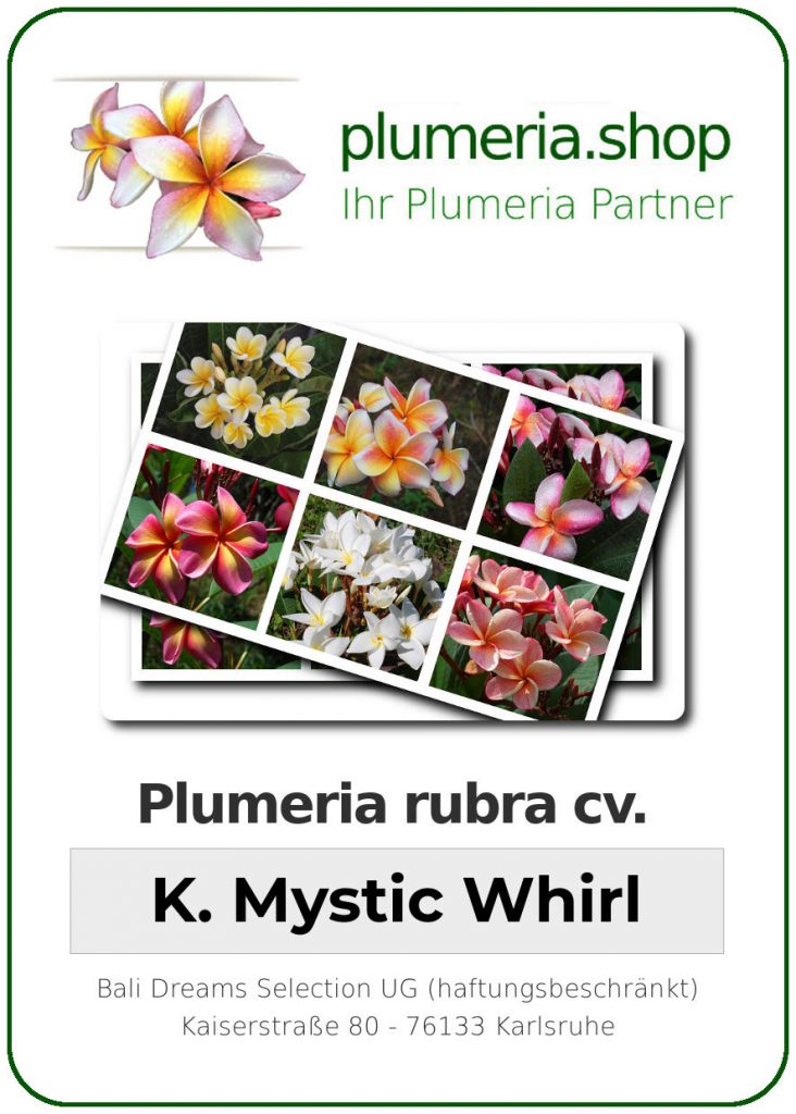 Plumeria rubra "Kukiat Mystic Whirl"