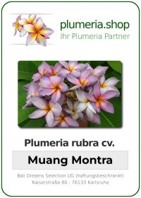 Plumeria rubra - "Muang Montra"