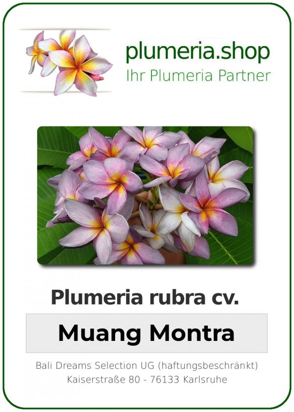 Plumeria rubra - "Muang Montra"