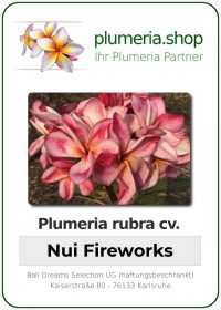 Plumeria rubra - "Nui Fireworks"