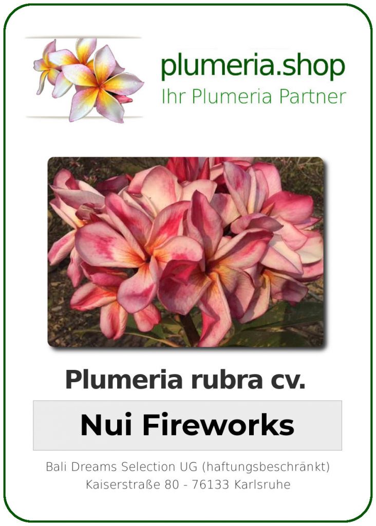 Plumeria rubra "Nuis Fireworks"