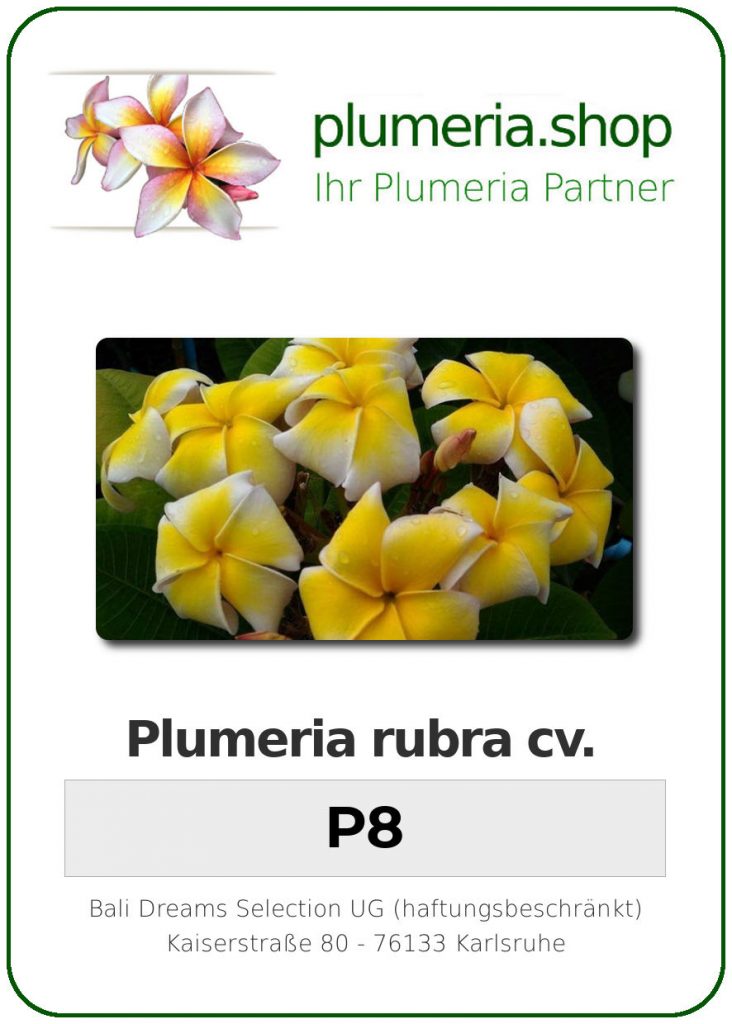 Plumeria rubra "P8"