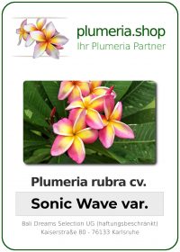 Plumeria rubra - "Sonic Wave variegated"