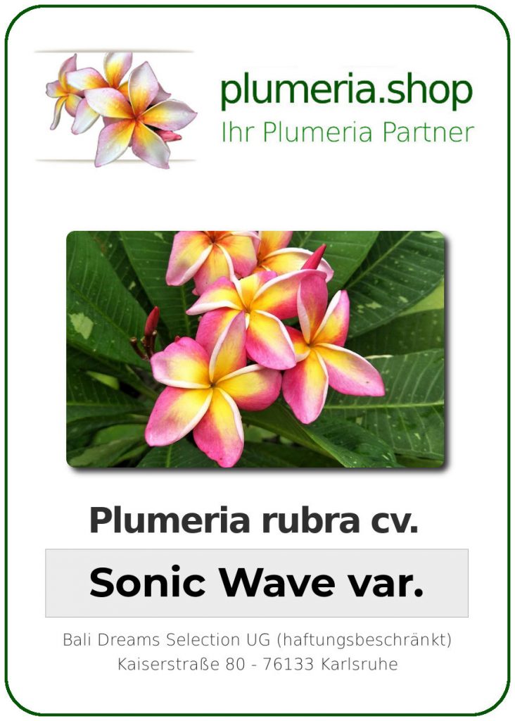 Plumeria rubra "Sonic Wave variegated"