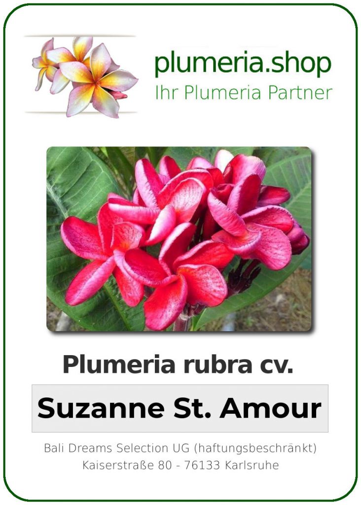 Plumeria rubra "Suzanne St. Amour"