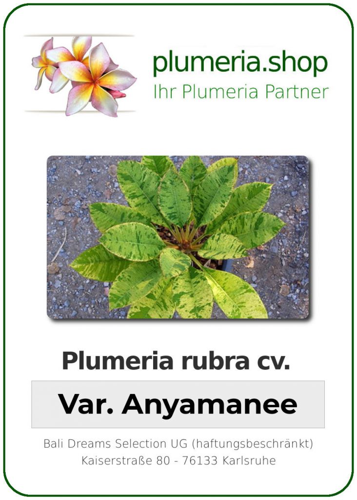 Plumeria rubra "Variegated Anyamanee"