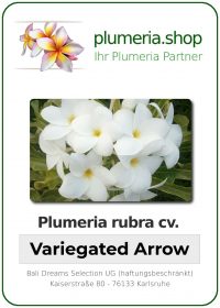 Plumeria rubra - &quot;Variegated Arrow&quot;