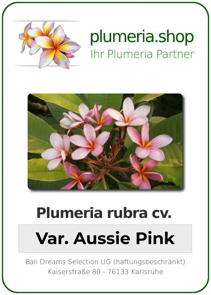 Plumeria rubra "Variegated Aussie Pink"