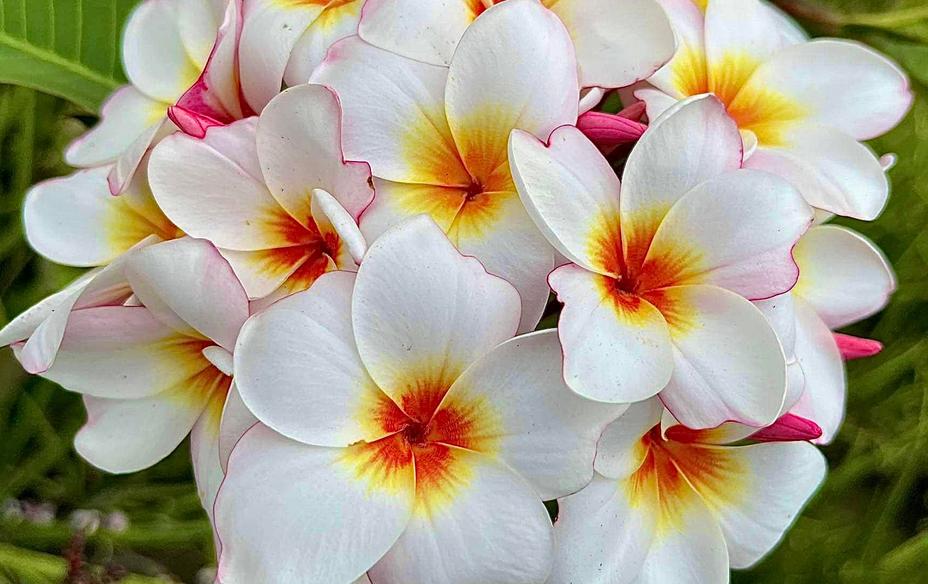 Plumeria rubra "JL Bleeding Heart"