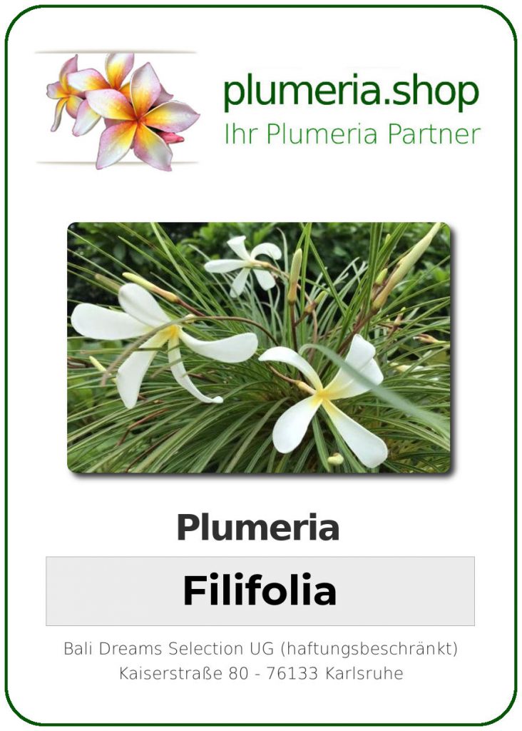 Plumeria Filifolia