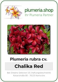 Plumeria rubra - "Chalika Red"
