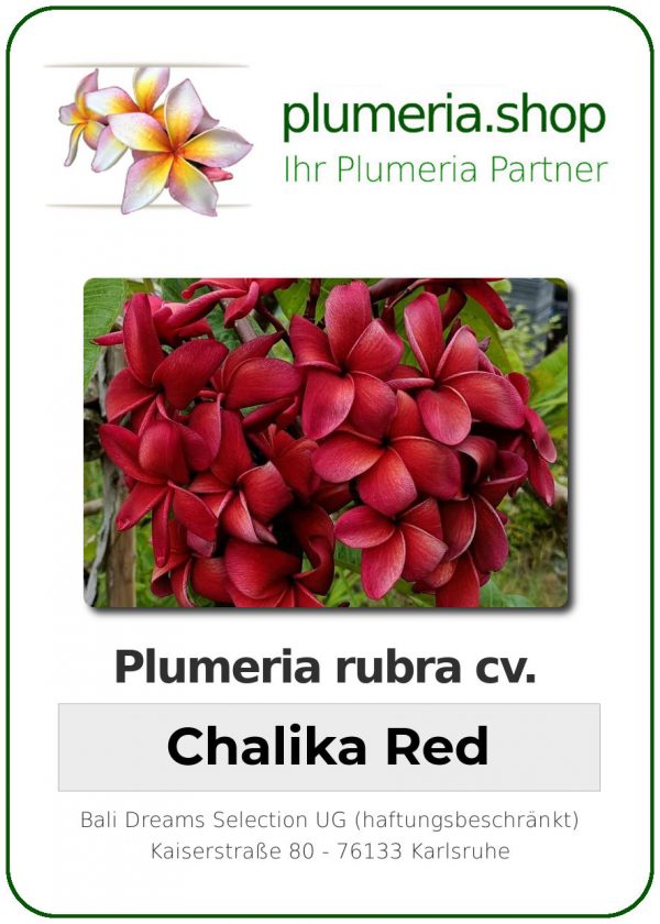 Plumeria rubra - "Chalika Red"