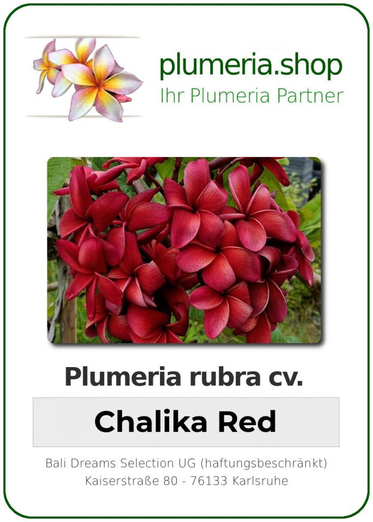 Plumeria rubra "Chalika Red"