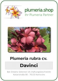 Plumeria rubra - "Davinci"