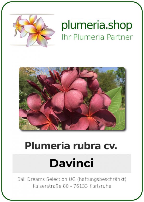 Plumeria rubra - "Davinci"