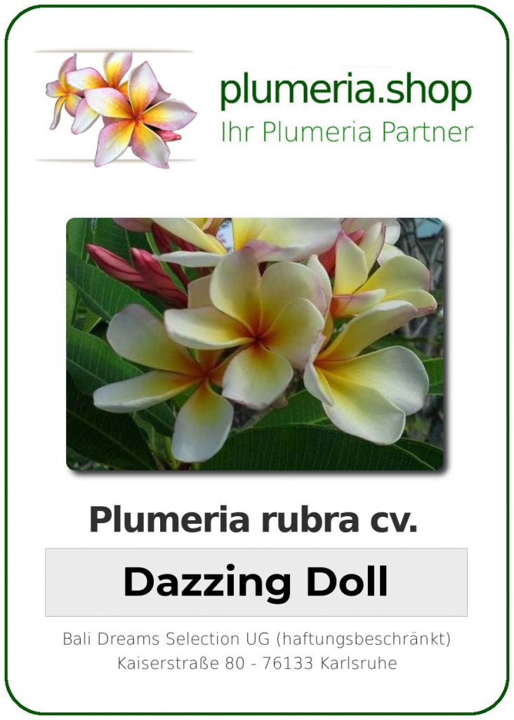 Plumeria rubra "Dazzing Doll"