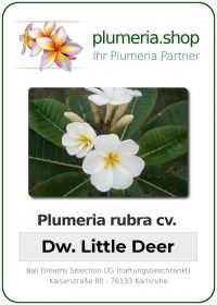 Plumeria rubra - "Dwarf Little Deer"