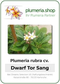 Plumeria rubra - "Dwarf Tor Sang"