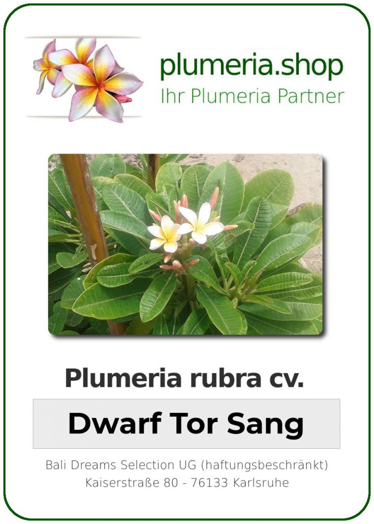 Plumeria rubra "Dwarf Tor Sang"
