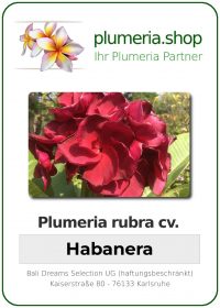 Plumeria rubra "Kukiat Habanera"