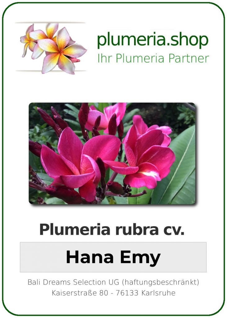 Plumeria rubra "Kukiat Hana Emy"
