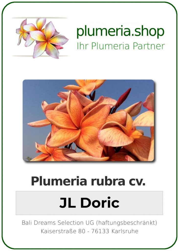 Plumeria rubra "JL Doric"