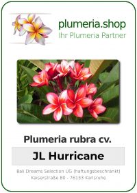 Plumeria rubra - &quot;JL Hurricane&quot;