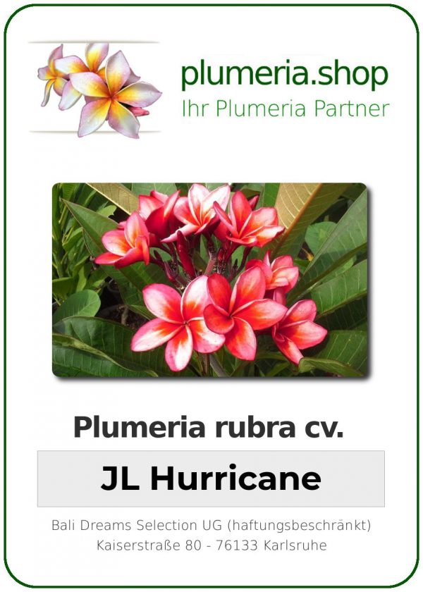 Plumeria rubra - "JL Hurricane"