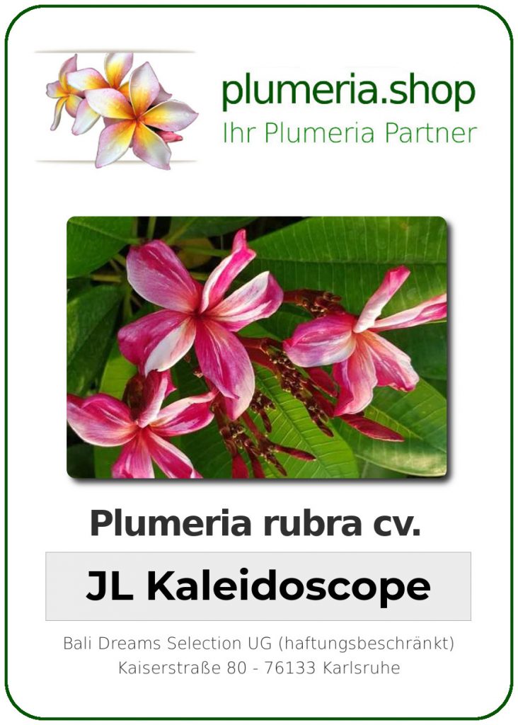 Plumeria rubra “JL Kaleidoscope” – Plumeria Shop – Ihr Partner für ...