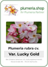 Plumeria rubra - &quot;Lucky Gold&quot;