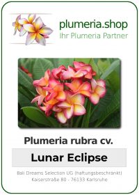 Plumeria rubra - "Lunar Eclipse"