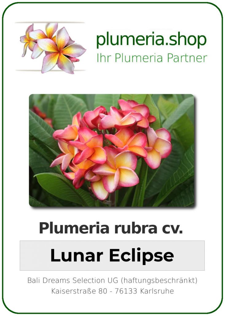 Plumeria rubra "Lunar Eclipse"