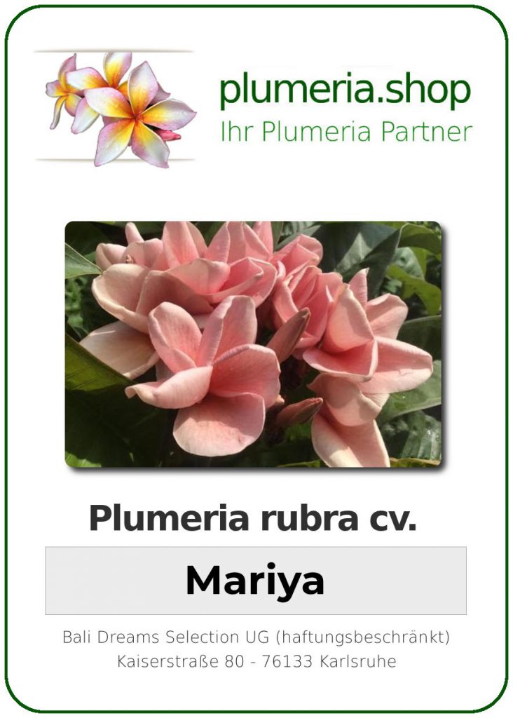 Plumeria rubra "Mariya"