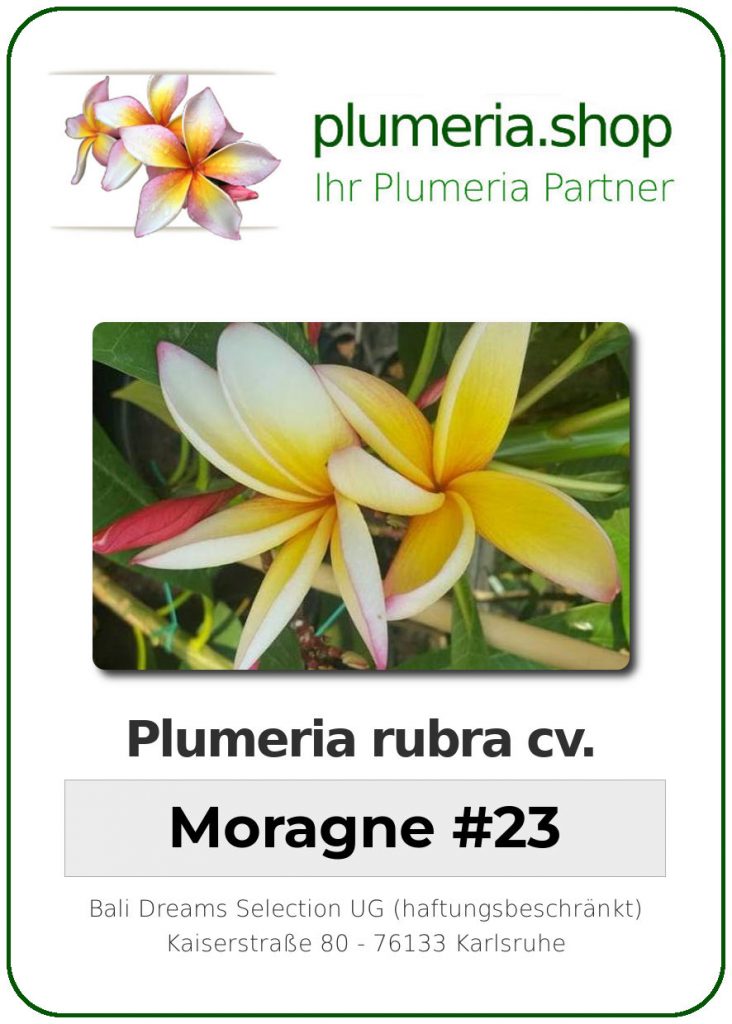 Plumeria rubra "Moragne #23"