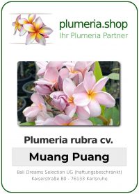 Plumeria rubra - "Muang Puang"