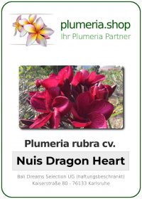 Plumeria rubra - "Nuis Dragon Heart"