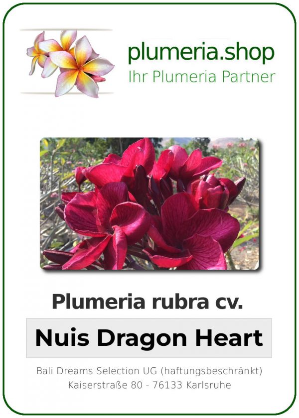 Plumeria rubra - "Nuis Dragon Heart"
