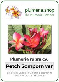 Plumeria rubra - &quot;Petch Somporn variegated&quot;