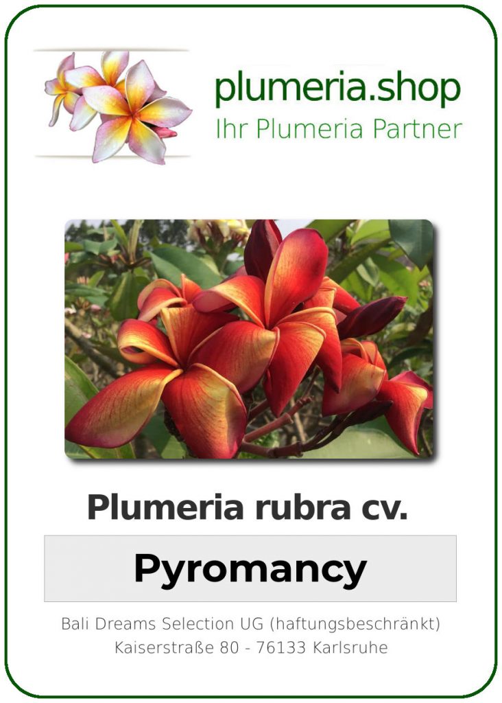 Plumeria rubra "Pyromancy"