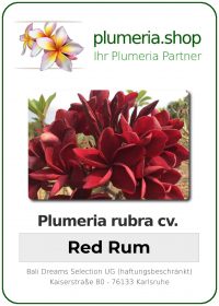 Plumeria rubra - "Red Rum"