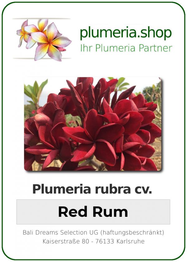 Plumeria rubra - "Red Rum"
