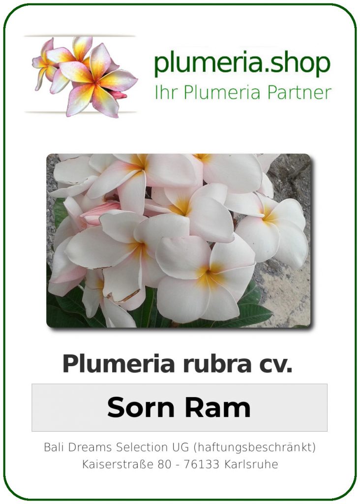 Plumeria rubra "Sorn Ram"