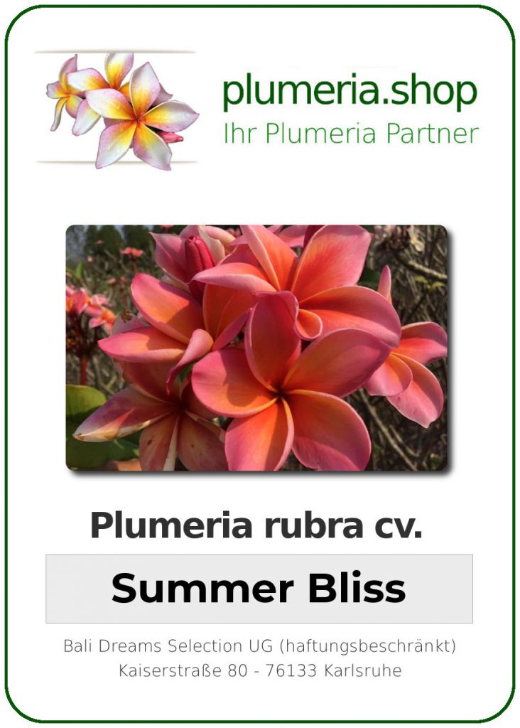 Plumeria rubra "Summer Bliss"