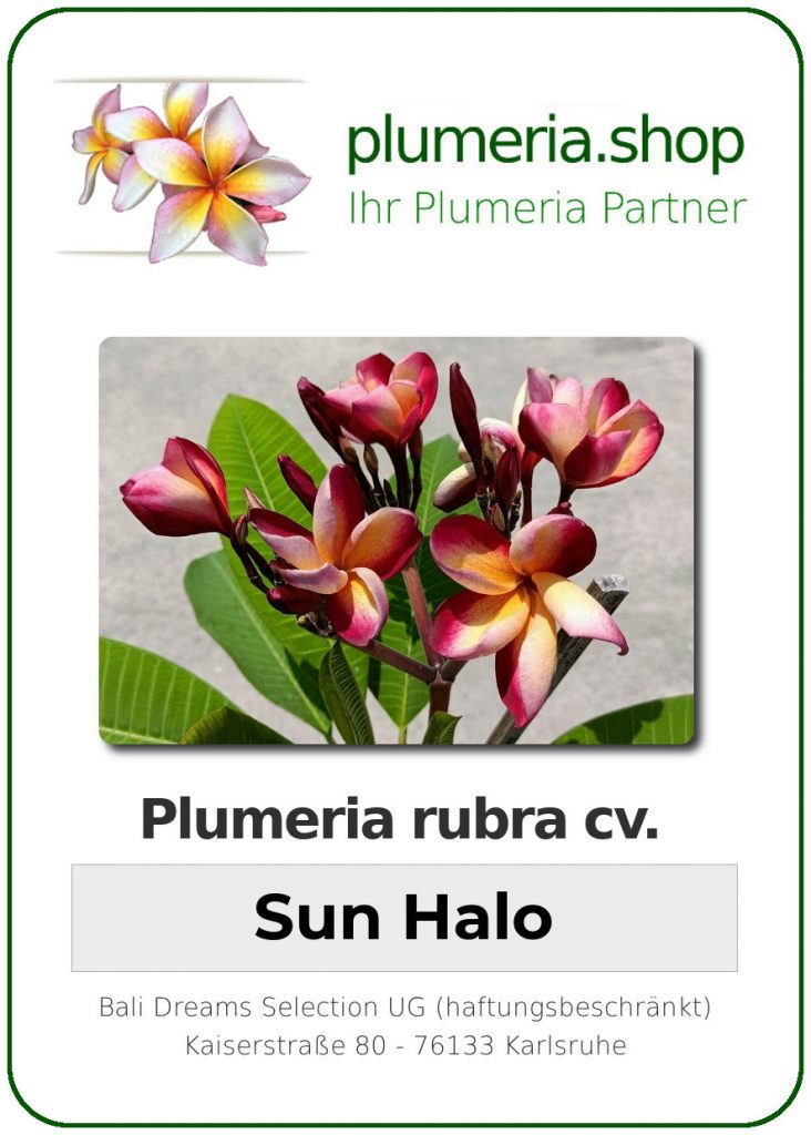 Plumeria rubra "Sun Halo"
