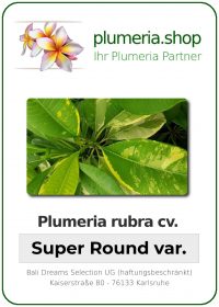 Plumeria rubra - "Super Round var"