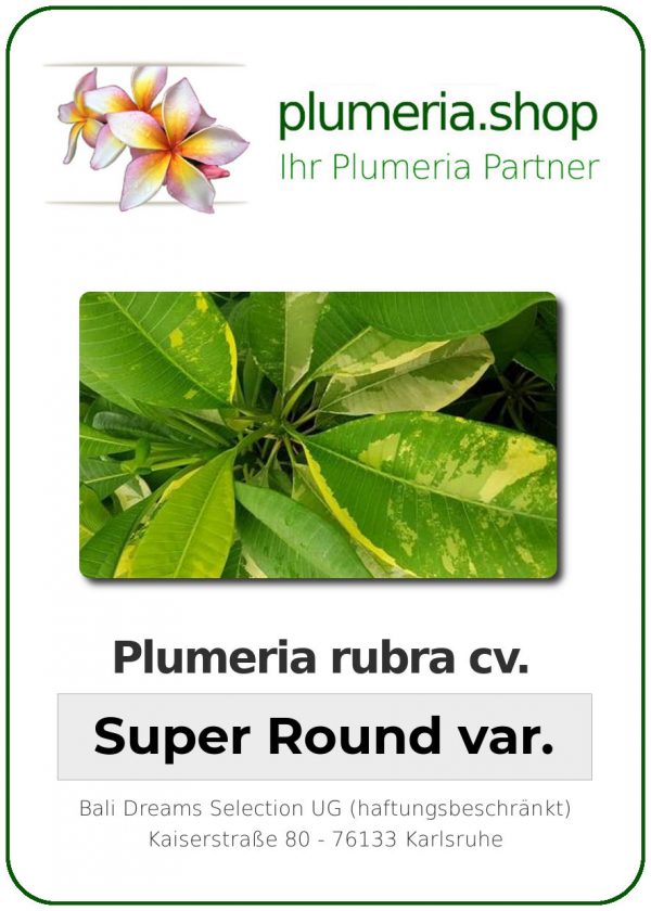 Plumeria rubra - &quot;Super Round var&quot;